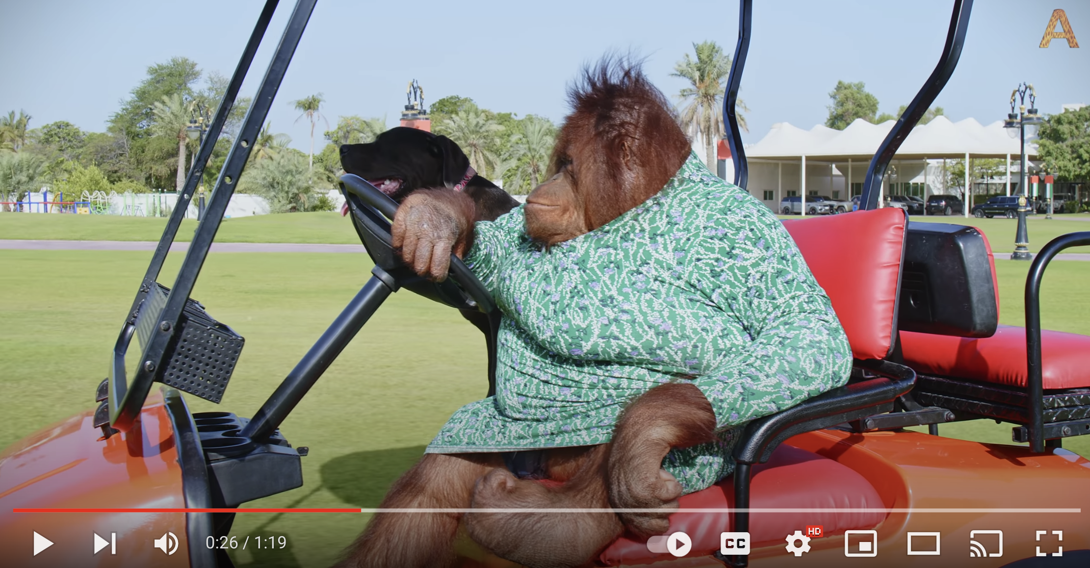 Orangutan Driving a Golf Cart - You've Got to See This